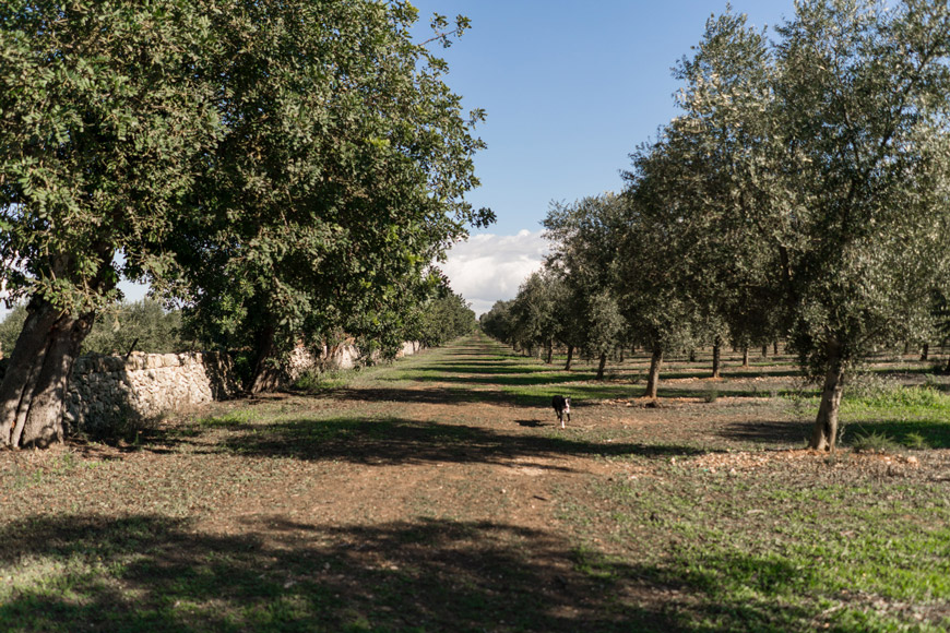 Aubocassa - el mejor aceite de oliva de Mallorca 