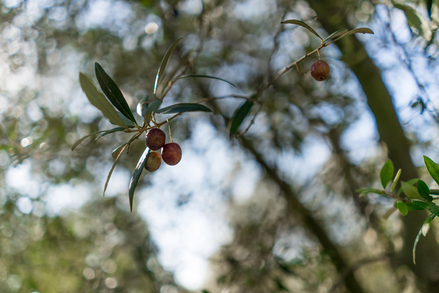 Aubocassa - Best olive oil from Mallorca
